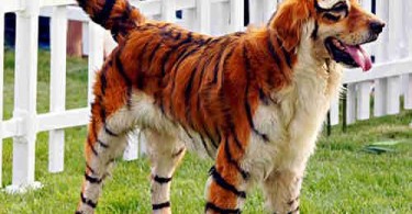 china_dog_4-375x195